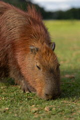 Capivaras do Parque Barigui