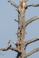 tall vertical main trunk of standing timber with thick lateral branches  that rot away over time, exposing an inner cavity where insects and animals can live