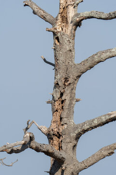 tall vertical main trunk of standing timber with thick lateral branches  that rot away over time, exposing an inner cavity where insects and animals can live
