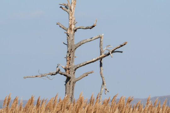 lone remnants of a tall coniferous tree as dead standing timber and has a large broken main branch hanging on in the middle of a field of dried brown reed grass