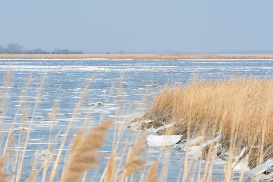 icy cold and partially frozen tidal waters the US Mid Atlantic region lined by tall golden brown stalks of reed grass