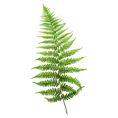 Elegant Boston fern leaf on a see-through background, emphasizing its natural beauty.