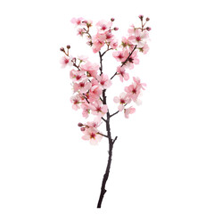 Fototapeta premium Cherry blossom branch isolated on a clear background, highlighting its blooming petals.