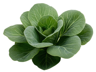 A Lush Green Cabbage with Compact Leaves Contrasts Beautifully Against a Pristine White Background.
