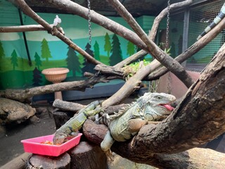 Iguana on a tree branch in the Surabaya Zoo enclosure. The enclosure features wooden branches, tree murals, and food. A small bird perched nearby. The enclosure is designed to mimic a natural setting