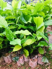 green leaves background