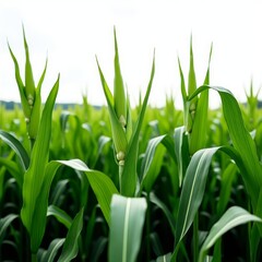 Fototapeta premium Corn stalks with green leaves and white tassels