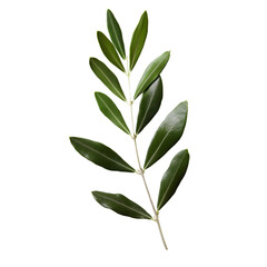 Fototapeta premium Detailed green olive leaf with prominent veins and subtle sheen on a transparent backdrop.