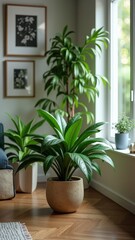Fototapeta premium A lush green plant with long, slender leaves, thriving in a bright room