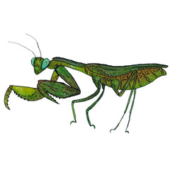 Green mantis on a white background. Hand drawn watercolor illustration. Drawing for stickers, cards, posters. autumn, forest, nature, animal, insect, mantis,