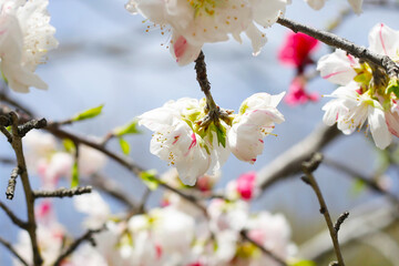 Japanese genpei peach flower in the park