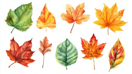 Fototapeta premium Watercolor Leaves Clipart Set for Isolated Objects Design