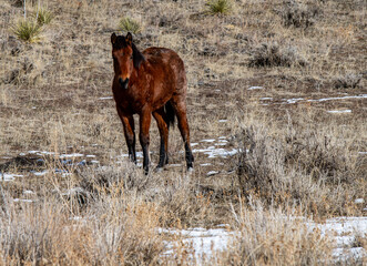horse in the field