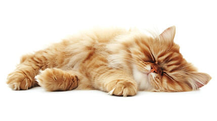 A cat is sleeping on a white background