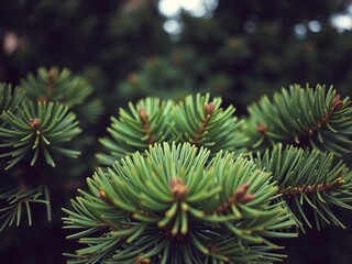 Close up of pine tree needles radiating out from the center in a symmetrical pattern, pine, close up, detail