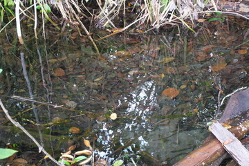 tropical rainforest with large, green trees that support abrasion and sources of clean air and water