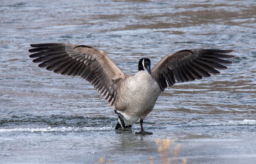 canada goose with wings spread