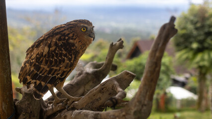Himalayan fish owl (Ketupa flavipes) in Bali Island Park, Indonesia, a species of birds of prey from the owl family