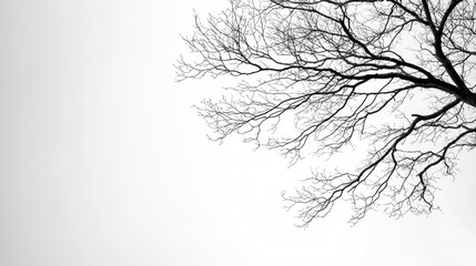 Obraz premium Leafless tree branches against a gray sky, nature background for design