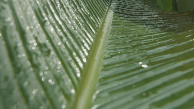 Water flowing on a banana leaf surface