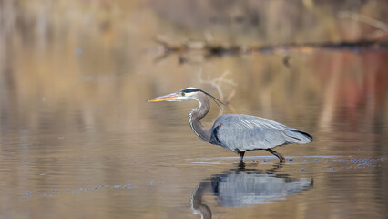 A single Great Blue Heron bird in the marsh lands .