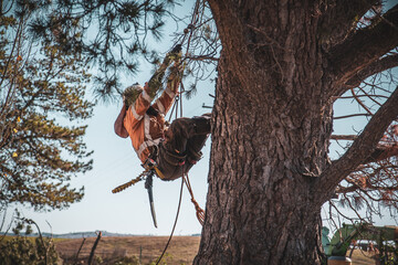 Arborist Tree Surgeon at work in large trees