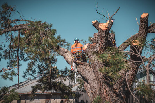 Arborist Tree Surgeon at work in large trees