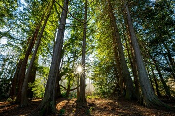 Sunlight through tall forest trees