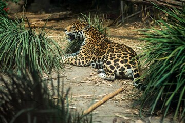 El leopardoreposando © Lariza