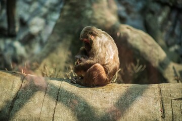 Una Madre maternando