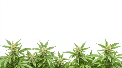 Fototapeta premium Cannabis Plants Border: Lush green cannabis plants with budding flowers form a vibrant horizontal border, ideal for various design applications.