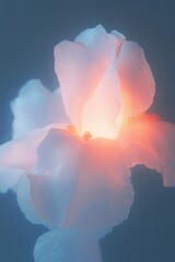 Close Up of a Flower in Soft Radiance, Dreamy Artistic Scene