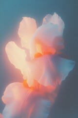 Close Up of a Flower in Soft Radiance, Dreamy Artistic Scene