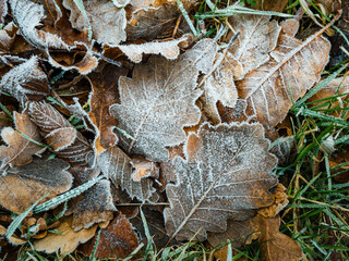 Frosted autumn leaves on the ground, their textured edges glistening in the cold, surrounded by hints of green grass and natural details.