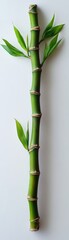 Fototapeta premium Green bamboo stalk isolated against a white background, showcasing high-resolution, sharp focus, and professional studio lighting.