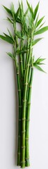 Green bamboo stalk isolated against a white background, showcasing high-resolution, sharp focus, and professional studio lighting.