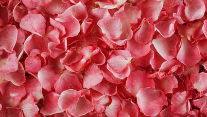 Obraz premium Valentine's Day, A close-up view of delicate pink rose petals. These petals are soft, with a slightly glossy texture, and are arranged in a dense, overlapping manner