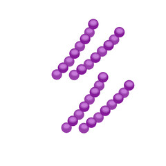 Streptococcus pneumoniae bacteria