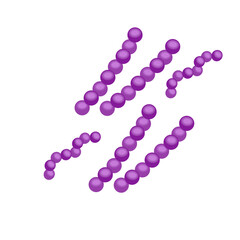 Streptococcus pneumoniae bacteria