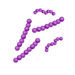 Streptococcus pneumoniae bacteria