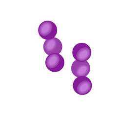 Streptococcus pneumoniae bacteria