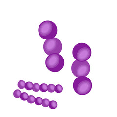 Streptococcus pneumoniae bacteria
