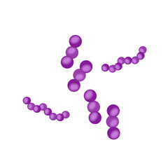 Streptococcus pneumoniae bacteria