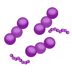 Streptococcus pneumoniae bacteria