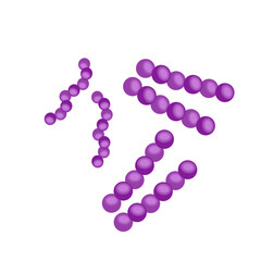 Streptococcus pneumoniae bacteria