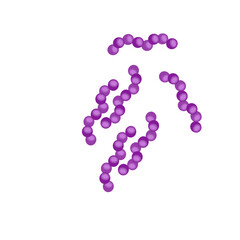 Streptococcus pneumoniae bacteria