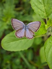 butterfly on a flower