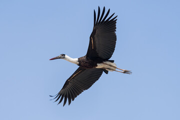 Asian Woolly-necked Stork in flight. This large wading bird with a distinctive white neck is found in wetlands and forests across Asia.