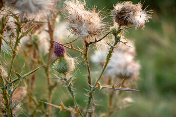 Close-up of thistle plants in sunlight