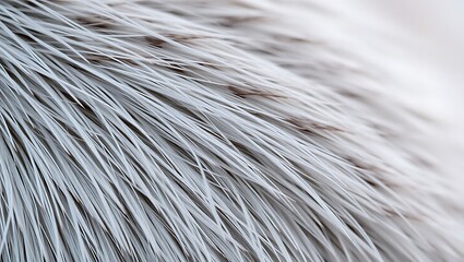 Fototapeta premium Close-up of Ginger Cat Fur Texture